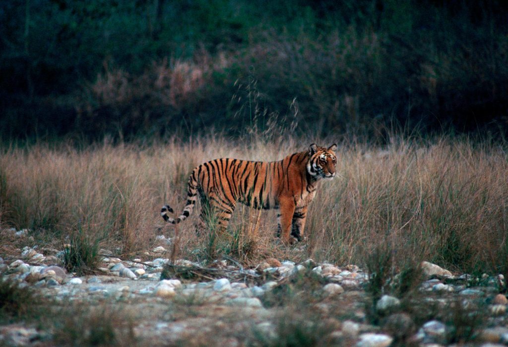 Jim Corbat National Park